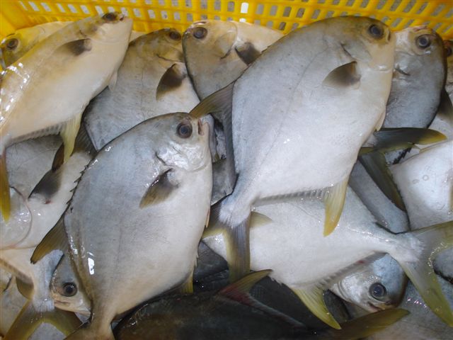 Cá chim biển