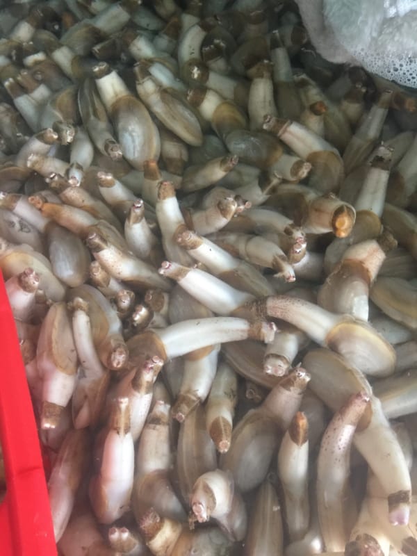 tu hai- hai san tuoi song ha noi