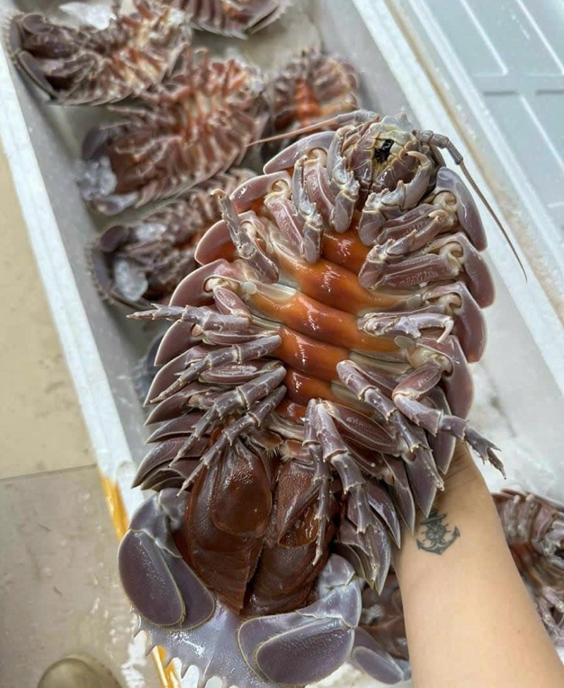 Bọ biển Hà Nội